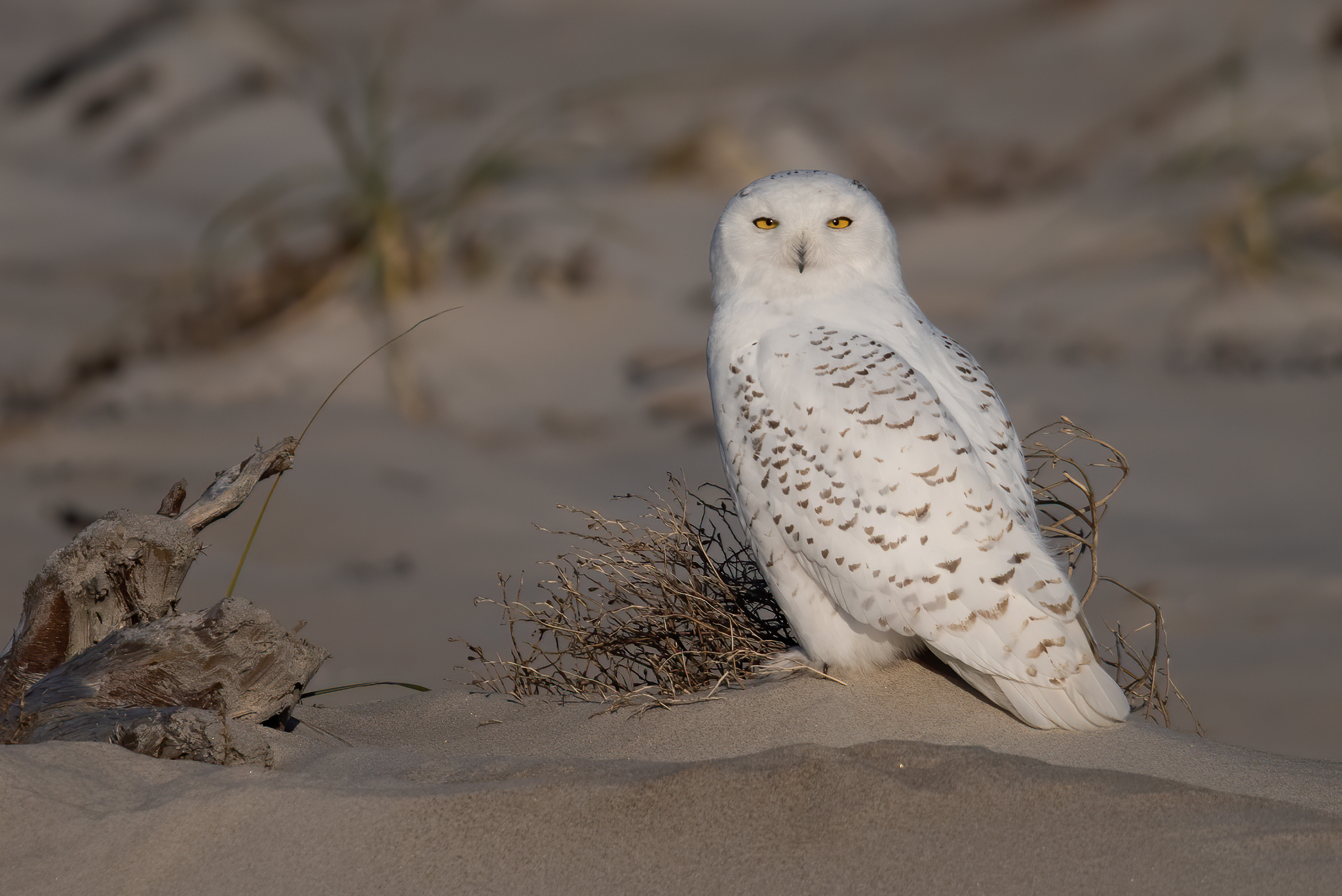 Snowy Owl (Bubo scandiacus) · iNaturalist