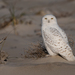 Snowy Owl - Photo (c) Patrick Randall, some rights reserved (CC BY-NC-SA)
