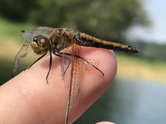 Sympetrum semicinctum