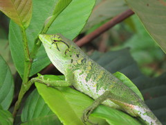 Polychrus marmoratus