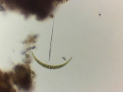 Lepocinclis cyclidiopsis