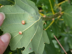 Cynips quercusfolii
