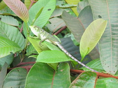 Polychrus marmoratus