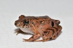 Niceforonia mantipus