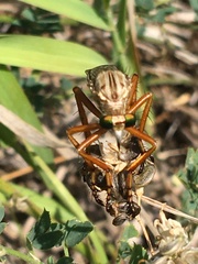 Diogmites angustipennis