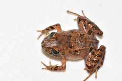 Niceforonia mantipus