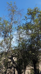 Lyonothamnus floribundus floribundus