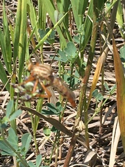 Diogmites angustipennis