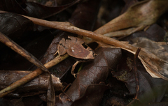 Physalaemus atlanticus