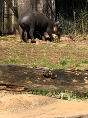 Tapirus
