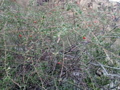 Castela erecta