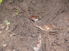 Leptodactylus leptodactyloides