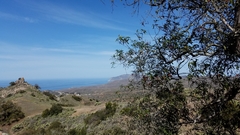 Lyonothamnus floribundus floribundus