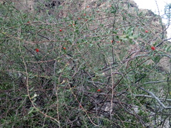 Castela erecta