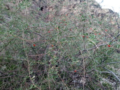 Castela erecta