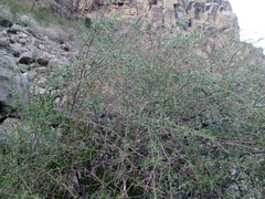 Castela erecta