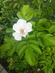 Rosa rugosa
