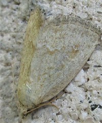 Protodeltote albidula