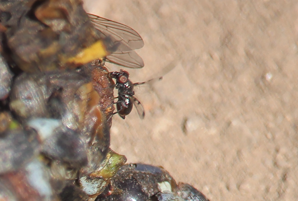 Stictoedopa