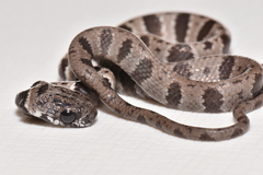 Dipsas sanctijoannis