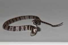 Dipsas sanctijoannis