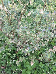Vaccinium virgatum
