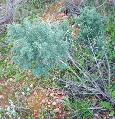 Asparagus mariae
