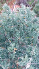 Asparagus mariae