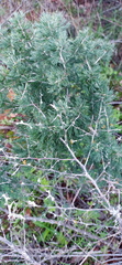 Asparagus mariae