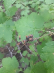 Ribes wolfii