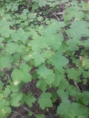 Ribes wolfii