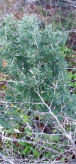 Asparagus mariae