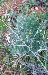 Asparagus mariae