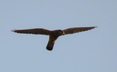 Falco tinnunculus tinnunculus