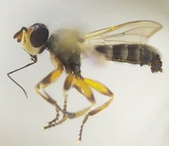 Thecophora fulvipes