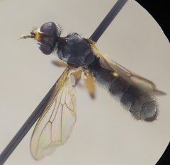 Thecophora fulvipes