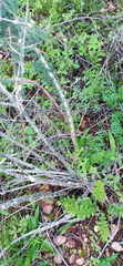 Asparagus mariae