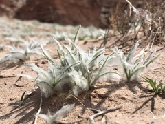 Scleropogoninae