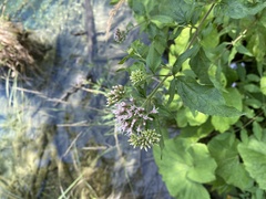 Eupatorium cannabinum