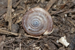Polygyra