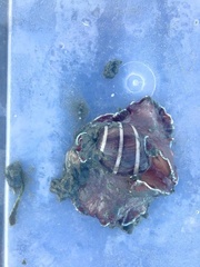 Hydatina albocincta image