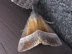 Hypena claripennis
