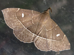 Cidariplura gladiata