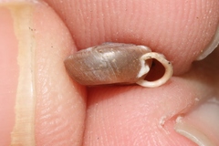 Polygyra