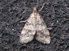 Dolicharthria bruguieralis