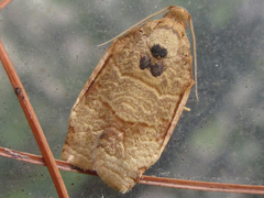 Choristoneura longicellana