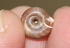 Polygyra
