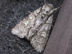 Acronicta adaucta