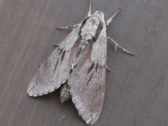 Sphinx morio arestus