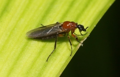 Dilophus tibialis breviceps